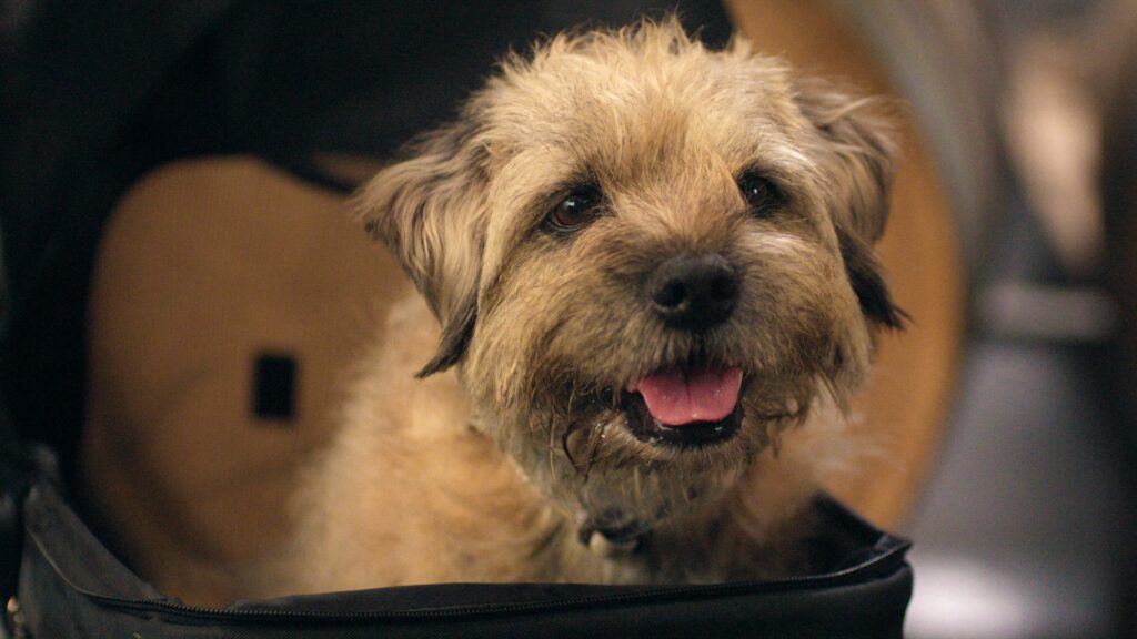 Colin the dog from Colin From Accounts