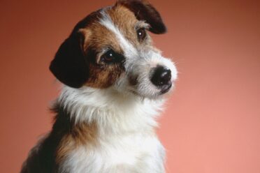 7 Scene-Stealing Dogs You Can Watch On Paramount+
